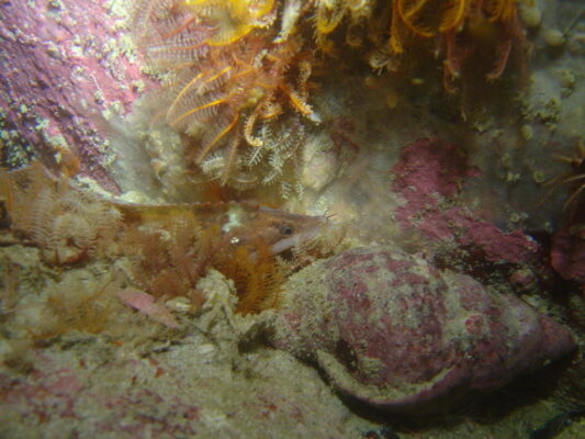 Cirrhibarbis capensis (Cirrhibarbis capensis) |commons:File:Cirrhibarbis capensis.jpg