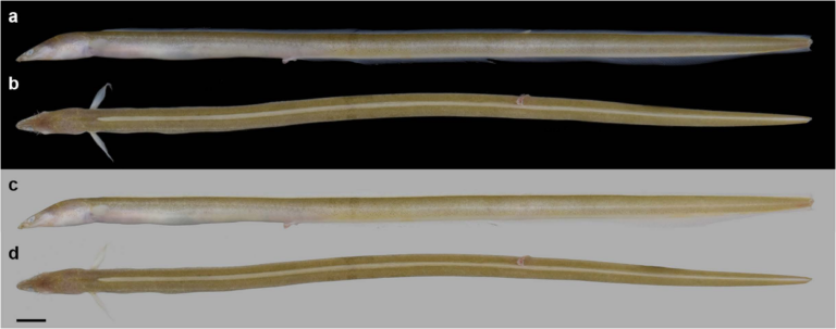 Cirrhimuraena chinensis (Cirrhimuraena chinensis) |commons:File:Cirrhimuraena chinensis (10.12782-specdiv.30.17) Figure 1.png
