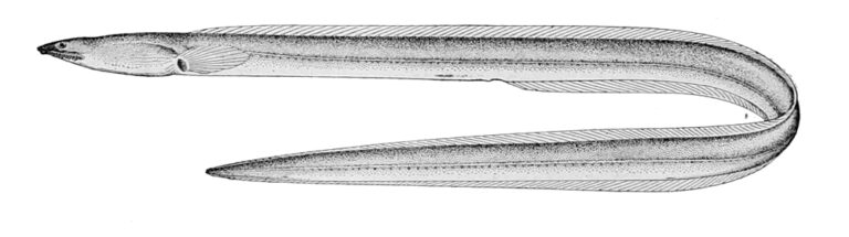 Cirrhimuraena tapeinoptera (Cirrhimuraena tapeinoptera) |commons:File:Cirrhimuraena tapeinoptera.jpg