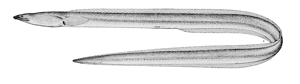 Cirrhimuraena tapeinoptera (Cirrhimuraena tapeinoptera) |commons:File:Cirrhimuraena tapeinoptera.jpg