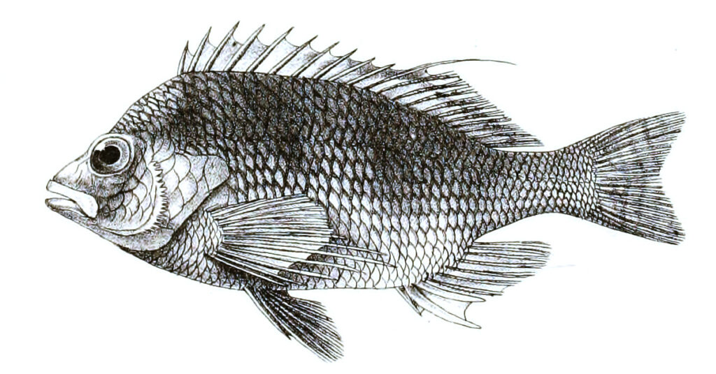 Cirrhitichthys aureus (Cirrhitichthys aureus) |commons:File:Cirrhitichthys aureus Ford 35.jpg