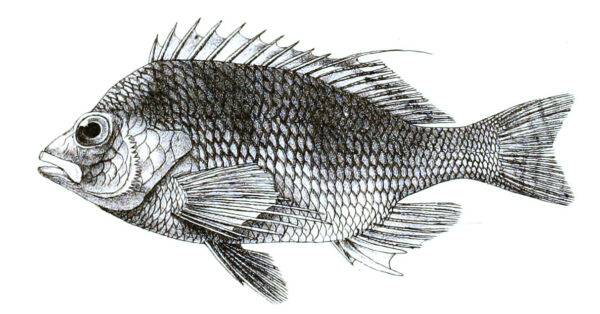 Cirrhitichthys aureus (Cirrhitichthys aureus) |commons:File:Cirrhitichthys aureus Ford 35.jpg