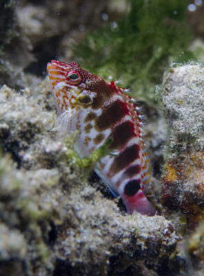 Cirrhitops mascarenensis (Cirrhitops mascarenensis) |commons:File:Cirrhitops mascarenensis Réunion.jpg