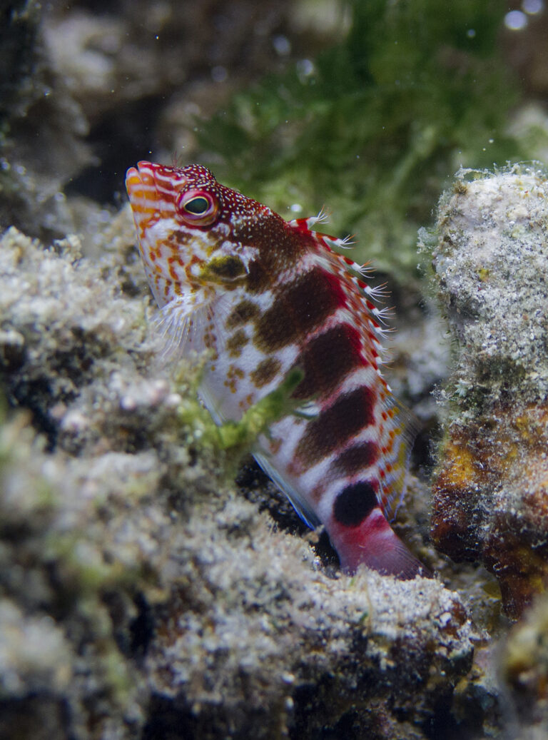 Cirrhitops mascarenensis (Cirrhitops mascarenensis) |commons:File:Cirrhitops mascarenensis Réunion.jpg