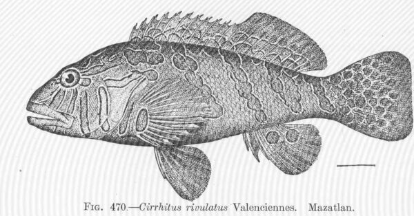 Cirrhitus atlanticus (Cirrhitus atlanticus) |commons:File:FMIB 52042 Cirrhitus rivulatus Valenciennes Mazatlan.jpeg