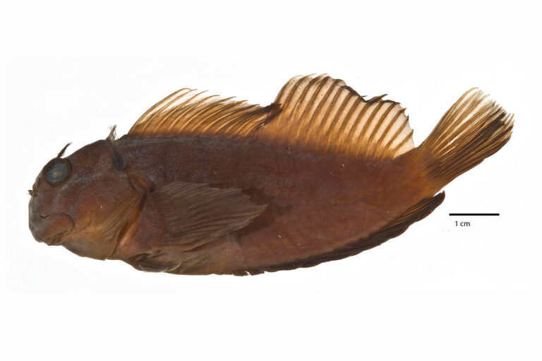 Cirripectes gilberti (Cirripectes gilberti) |commons:File:CirripectesGilbertiholotype.jpg