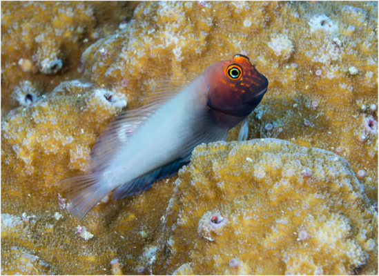 Cirripectes matatakaro (Cirripectes matatakaro) |commons:File:Cirripectes matatakaro (10.7717-peerj.8852) Figure 10.png