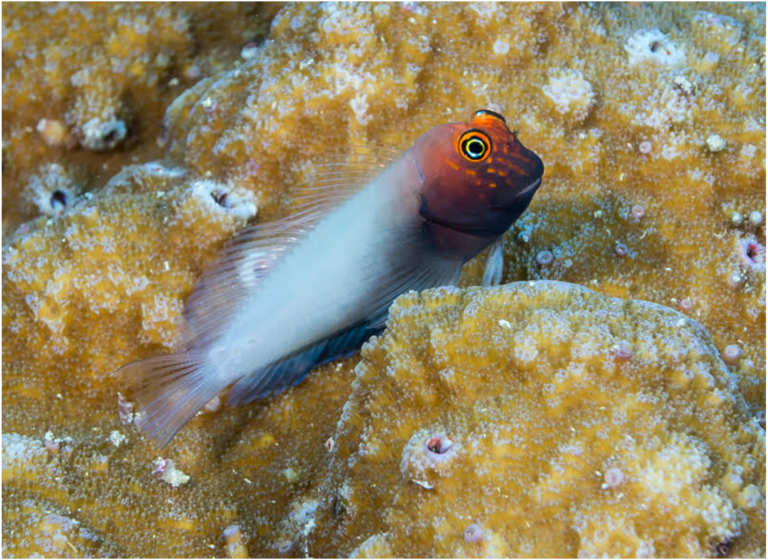 Cirripectes matatakaro (Cirripectes matatakaro) |commons:File:Cirripectes matatakaro (10.7717-peerj.8852) Figure 10.png