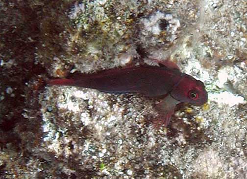 Cirripectes vanderbilti (Cirripectes vanderbilti) |commons:File:Cirripectes vanderbilti by NPS.jpg