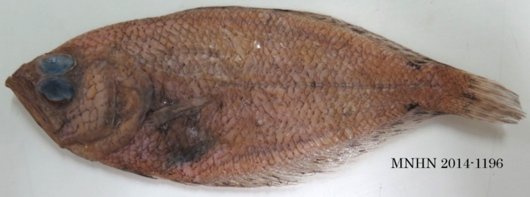 Citharoides macrolepidotus (Citharoides macrolepidotus) |commons:File:Citharoides macrolepidotus.png