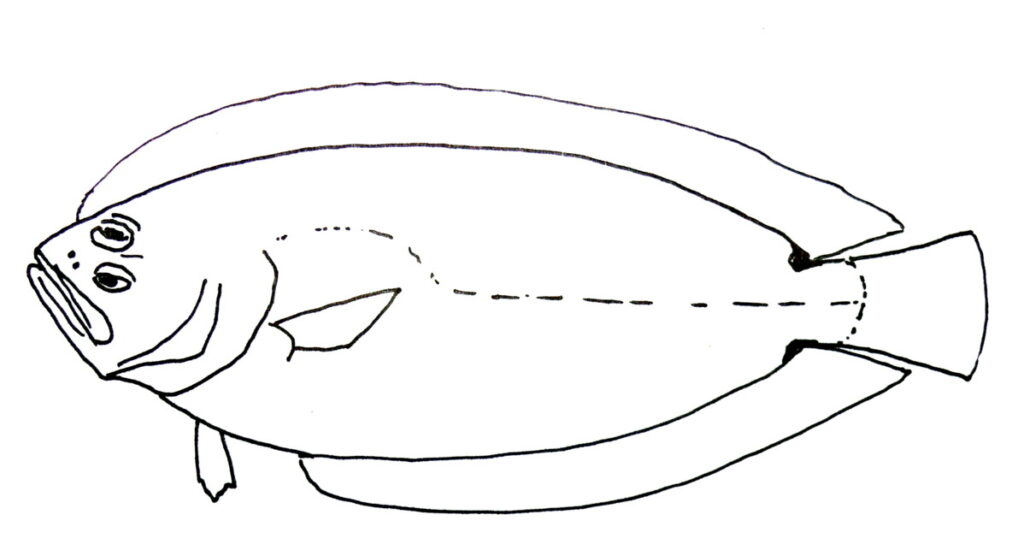 Citharoides macrolepis (Citharoides macrolepis) |commons:File:Citharoides macrolepis.JPG