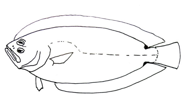 Citharoides macrolepis (Citharoides macrolepis) |commons:File:Citharoides macrolepis.JPG