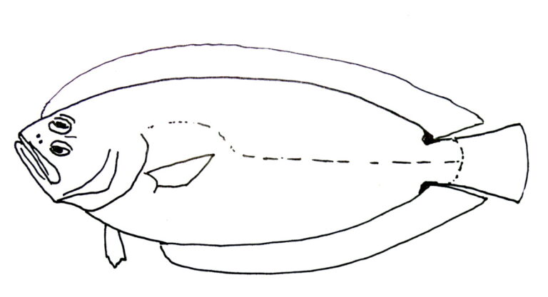 Citharoides macrolepis (Citharoides macrolepis) |commons:File:Citharoides macrolepis.JPG