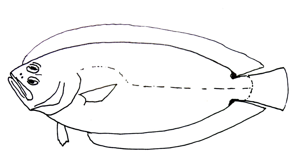 Citharoides macrolepis (Citharoides macrolepis) |commons:File:Citharoides macrolepis.JPG