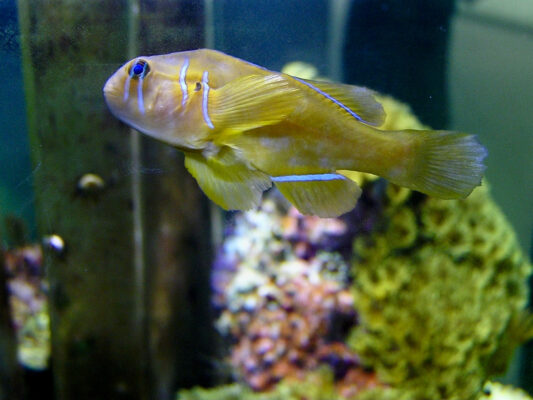 Citron Goby (Gobiodon citrinus) |commons:File:Gobiidae Gobiodon citrinus 1.jpg
