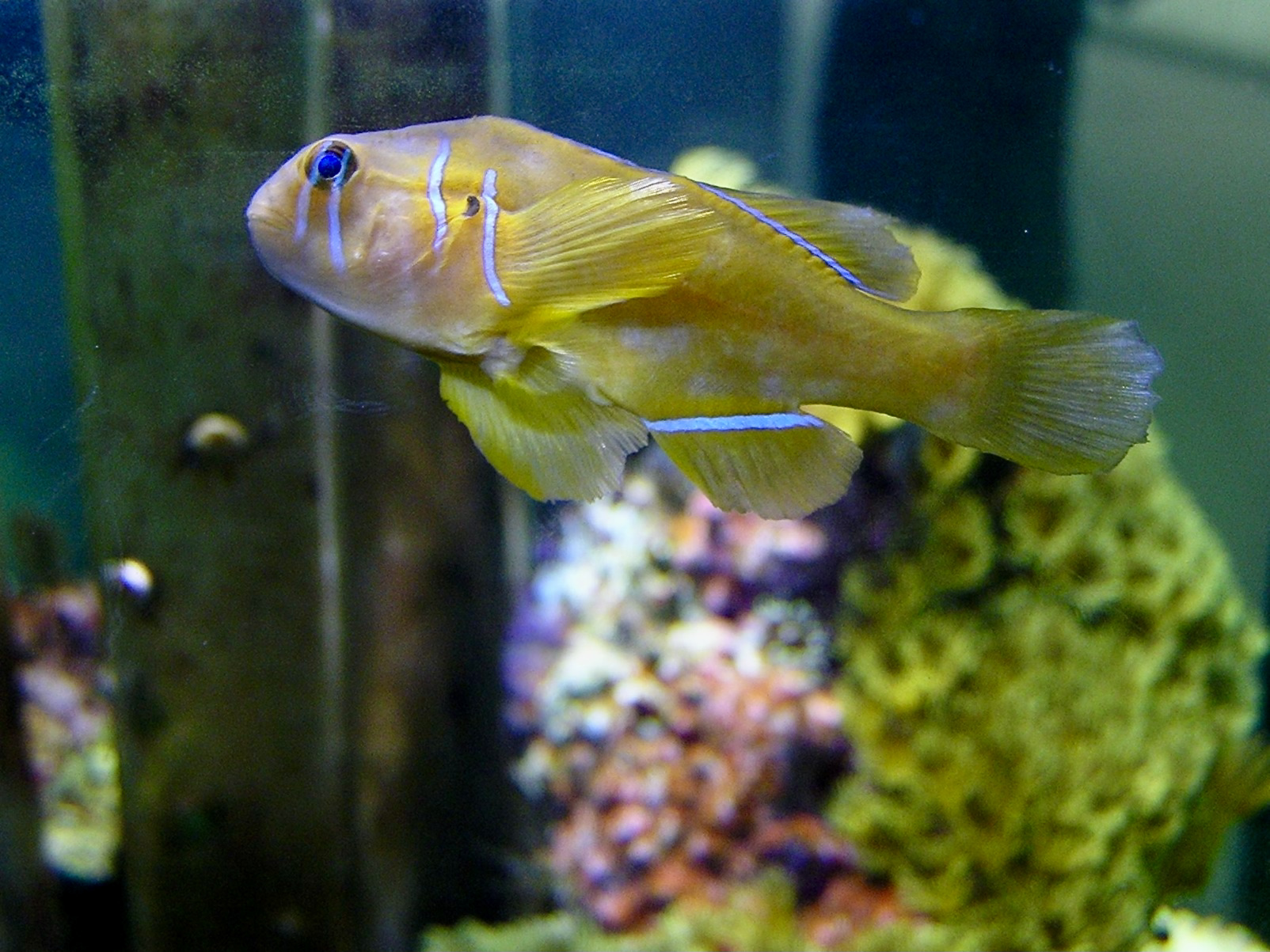 Citron Goby (Gobiodon citrinus) |commons:File:Gobiidae Gobiodon citrinus 1.jpg