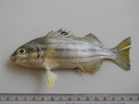 cizgili isparoz (Pelates quadrilineatus) |commons:File:Pelates quadrilineatus.jpg