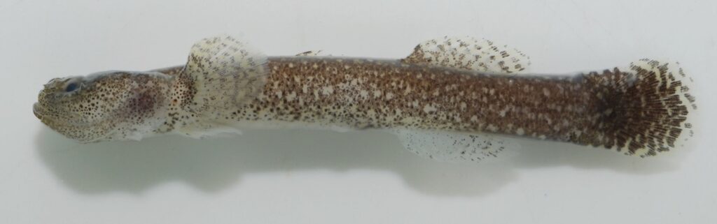 Clariger taiwanensis (Clariger taiwanensis) |commons:File:Clariger taiwanensis holotype - ZooKeys-199-013-g002-b.jpeg