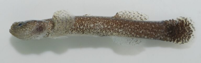 Clariger taiwanensis (Clariger taiwanensis) |commons:File:Clariger taiwanensis holotype - ZooKeys-199-013-g002-b.jpeg