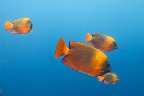 Clarion Angelfish (Holacanthus clarionensis) |commons:File:Clarion angelfish (Holacanthus clarionensis) (19185438555).jpg