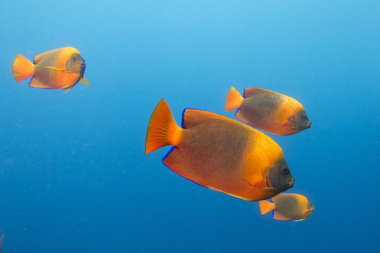 Clarion Angelfish (Holacanthus clarionensis) |commons:File:Clarion angelfish (Holacanthus clarionensis) (19185438555).jpg