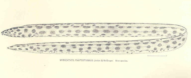 Clarion Snake Eel (Myrichthys pantostigmius) |commons:File:FMIB 33350 Myrichthys Pantostigmius.jpeg