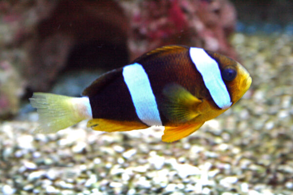 Clarkii Clownfish (Amphiprion clarkii) |commons:File:Amphiprion Clarkii 1.jpg