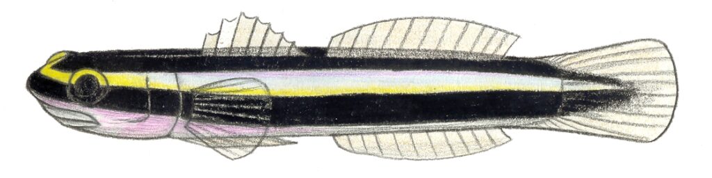 Cleaner Goby (Elacatinus genie) |commons:File:Elacatinus genie.JPG