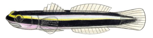 Cleaner Goby (Elacatinus genie) |commons:File:Elacatinus genie.JPG