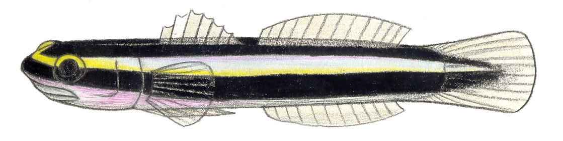 Cleaner Goby (Elacatinus genie) |commons:File:Elacatinus genie.JPG