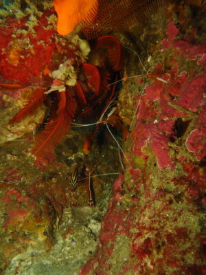 Cleaner Shrimp (Lysmata amboinensis) |commons:File:Lysmata amboinensis 19225770.jpg