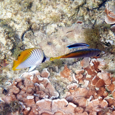 Cleaner Wrasse (Labroides dimidiatus) |commons:File:Labroides dimidiatus 449964100.jpg