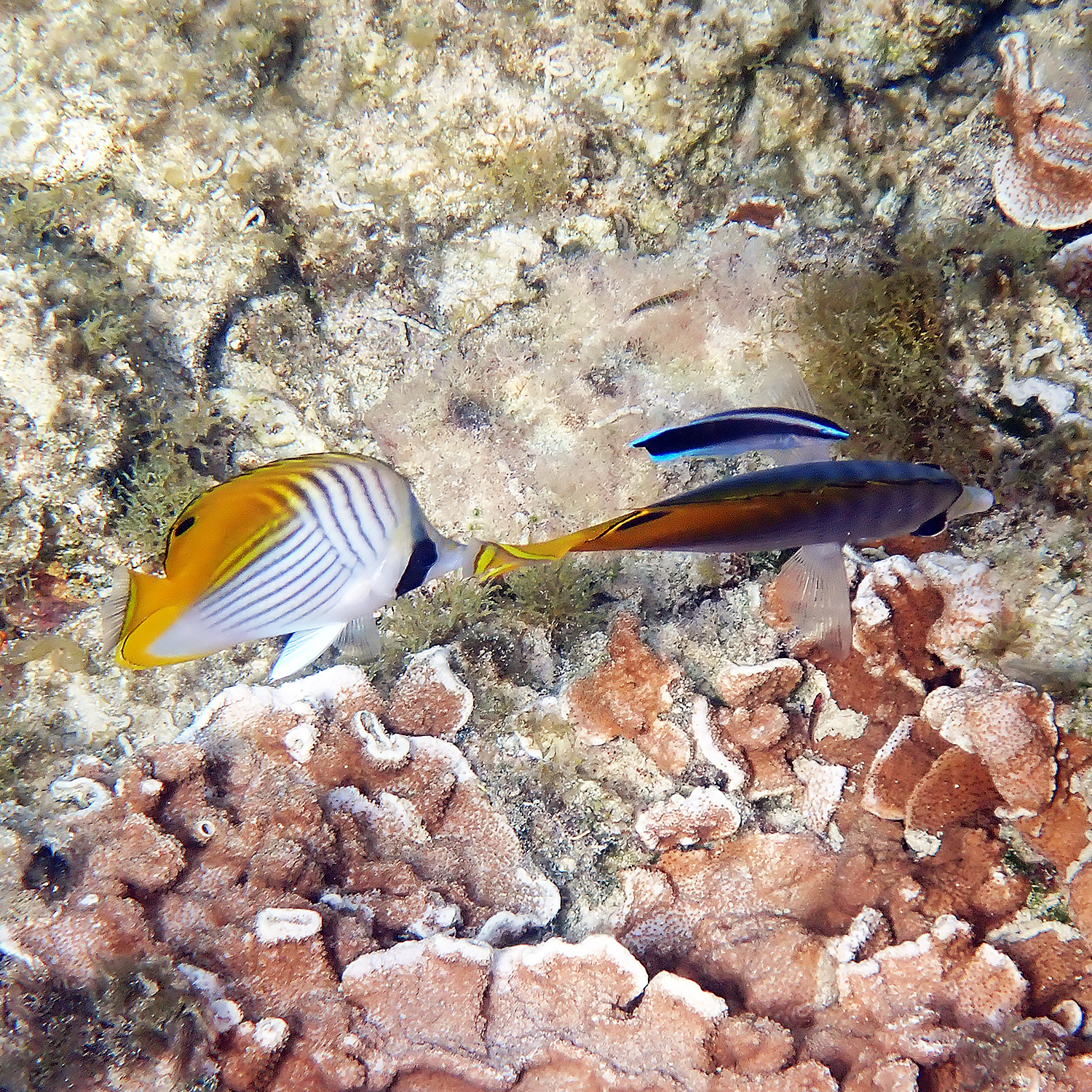 Cleaner Wrasse (Labroides dimidiatus) |commons:File:Labroides dimidiatus 449964100.jpg
