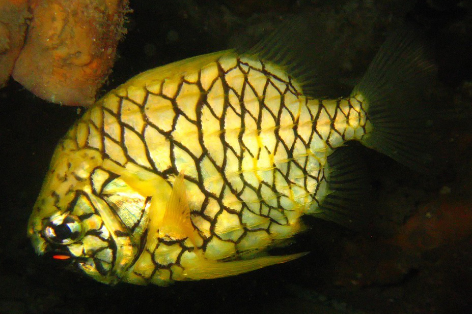 Cleidopus gloriamaris (Cleidopus gloriamaris) |commons:File:Cleidopus gloriamaris.jpg