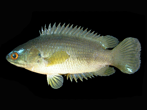 Climbing Perch (Anabas testudineus) |commons:File:Anabas testudineus.png
