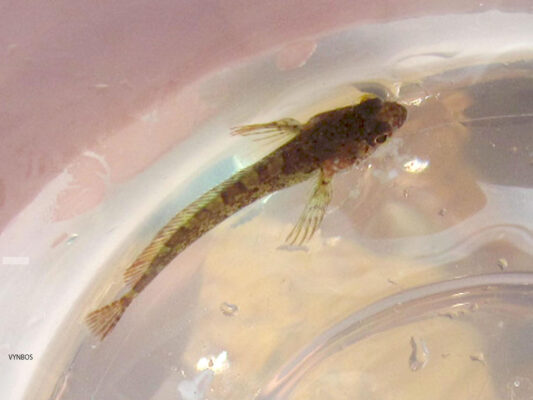 Clinus acuminatus (Clinus acuminatus) |commons:File:Clinus acuminatus.jpg