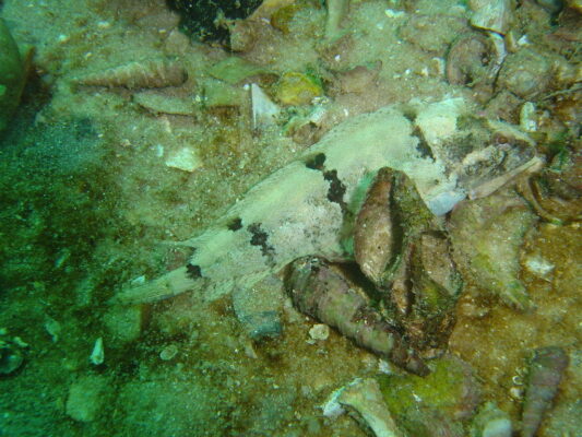 Clinus agilis (Clinus agilis) |commons:File:Clinus agilis.jpg
