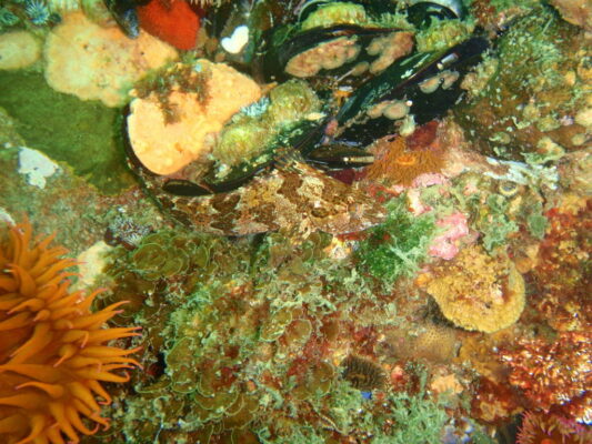 Clinus arborescens (Clinus arborescens) |commons:File:Clinus arborescens.jpg