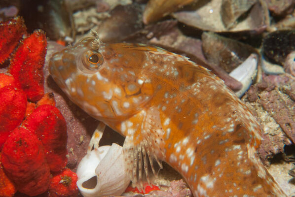 Clinus musaicus (Clinus musaicus) |commons:File:Clinus musaicus.jpg