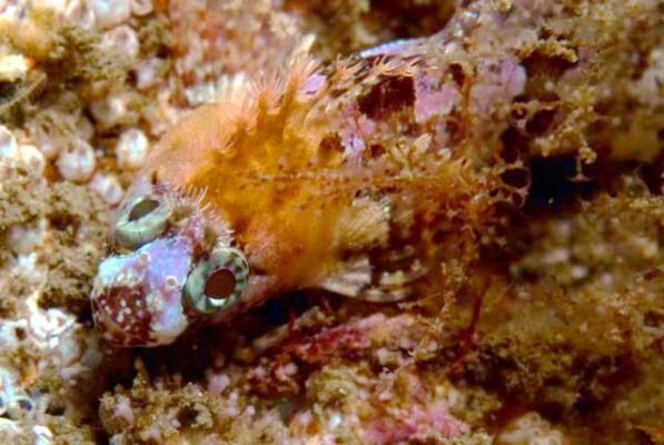 Clinus nematopterus (Clinus nematopterus) |commons:File:Clinus nematopterus.jpg
