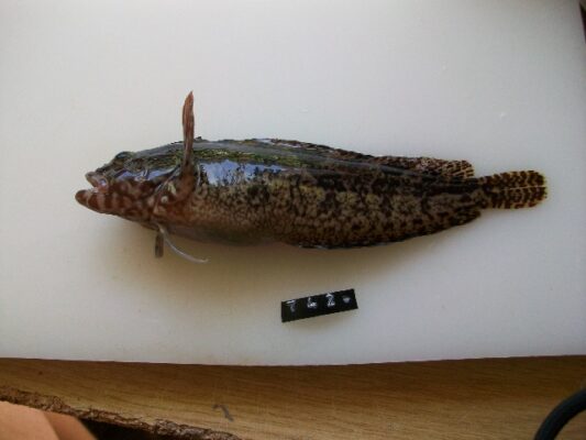 Clinus robustus (Clinus robustus) |commons:File:Clinus robustus.jpg