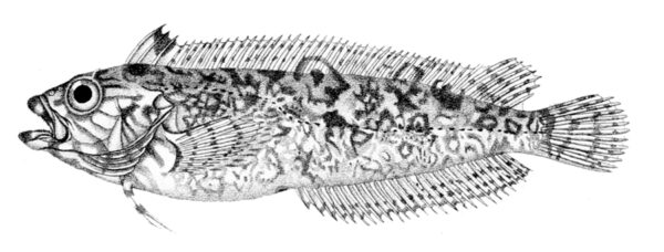 Clinus superciliosus (Clinus superciliosus) |commons:File:Clinus superciliosus.jpg