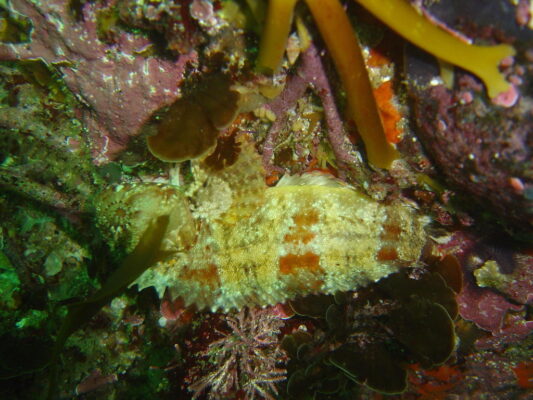 Clinus taurus (Clinus taurus) |commons:File:Clinus taurus.jpg