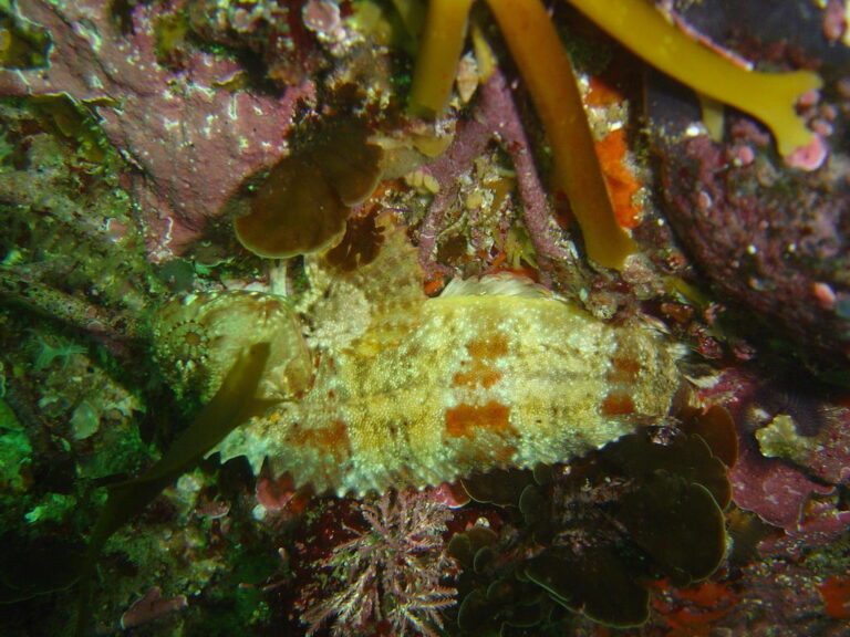 Clinus taurus (Clinus taurus) |commons:File:Clinus taurus.jpg