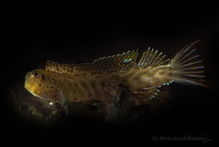 Cloister Blenny (Omobranchus elongatus) |commons:File:Chevron Blenny (Omobranchus elongatus).jpg
