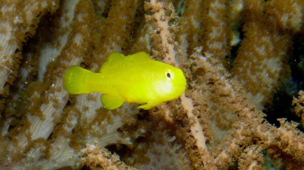 Clown Goby (Gobiodon okinawae) |commons:File:Gobiodon okinawae, Yellow clown goby, P1000220.jpg