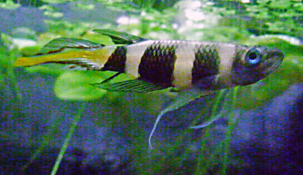 Clown Killifish (Epiplatys annulatus) |commons:File:Epiplatys annulatus.JPG