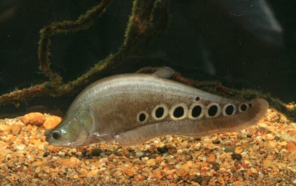 Clown Knife Fish (Chitala ornata) |commons:File:Chitala ornata.jpg