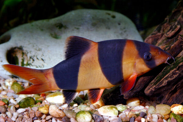 Clown Loach (Chromobotia macracanthus) |commons:File:Chromobotia macracanthus.jpg