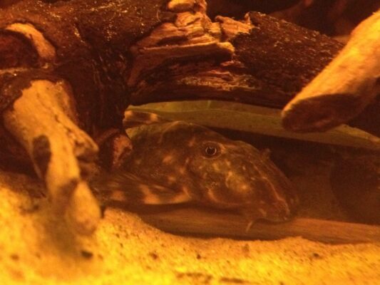 Clown Pleco (Panaqolus maccus) |commons:File:Panaqolus maccus.jpg